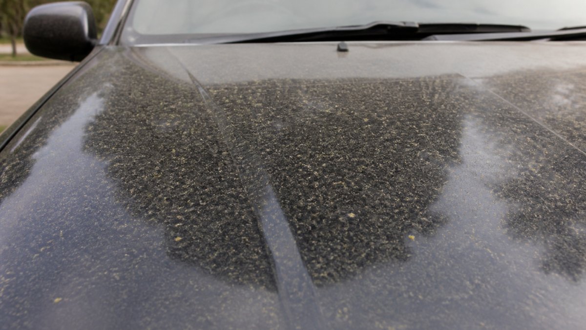 Close-up of a vehicle's hood showing accumulated road grime, dust particles, and pollen residue under natural daylight